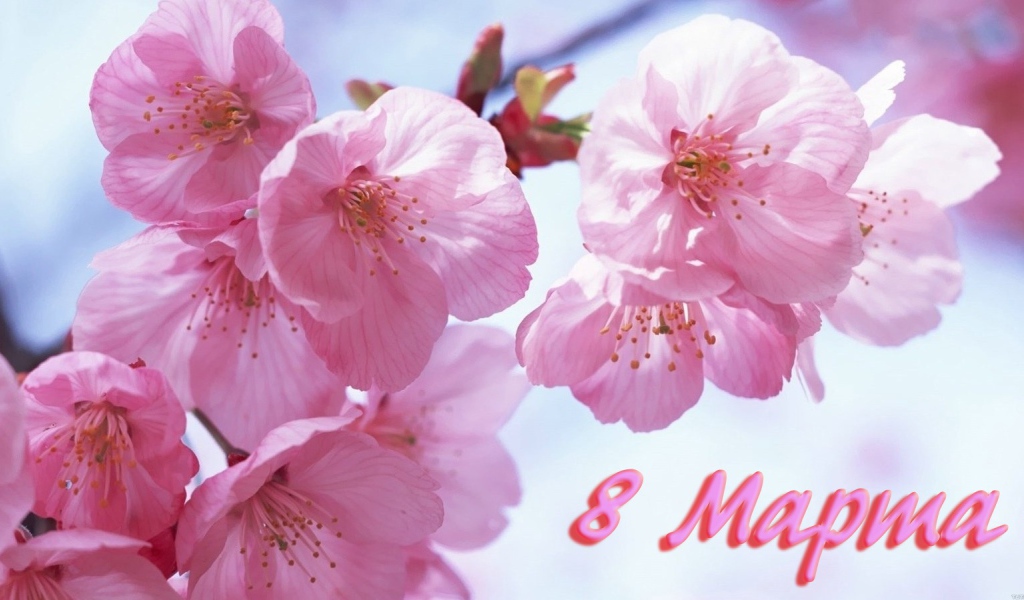 Розовые цветы на 8 марта
