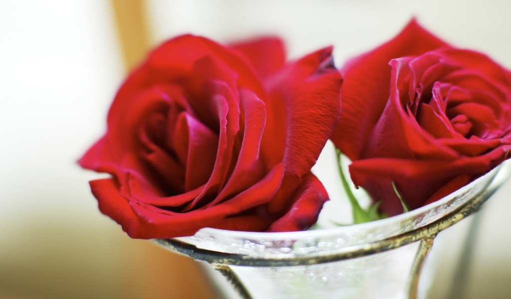 Красные розы в стеклянной вазе на восьмое марта