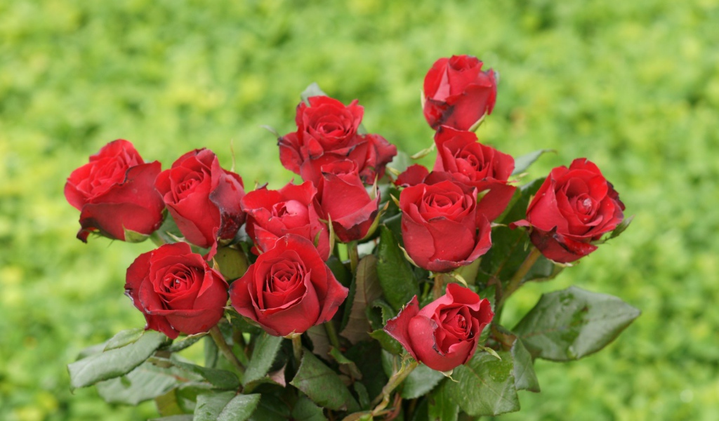 Красные розы на 8 марта на зеленом фоне