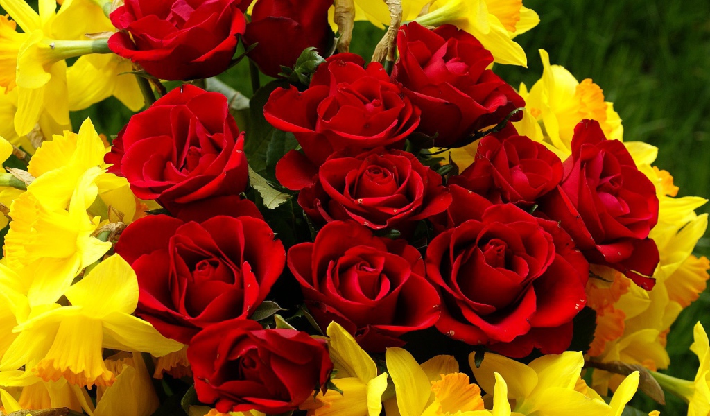 Красные розы на 8 марта с нарциссами