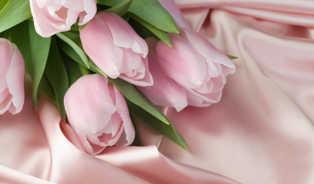Tulips and Silk on March 8