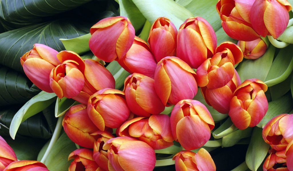 Тюльпаны к дню 8 марта