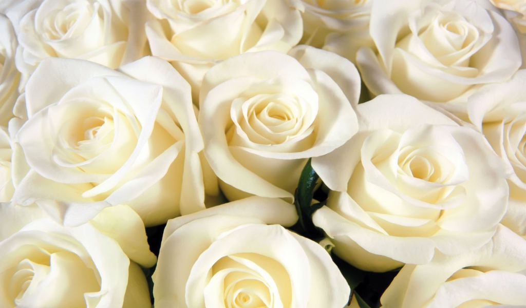 Белые розы всем женщинам на восьмое марта