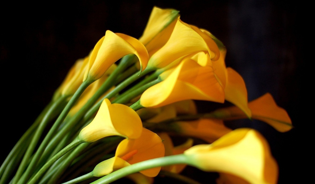 Жёлтые каллы на чёрном фоне для девушки на восьмое марта