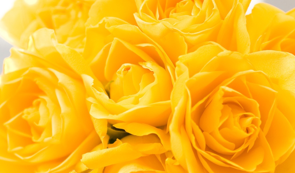 Жёлтые розы в подарок на восьмое марта