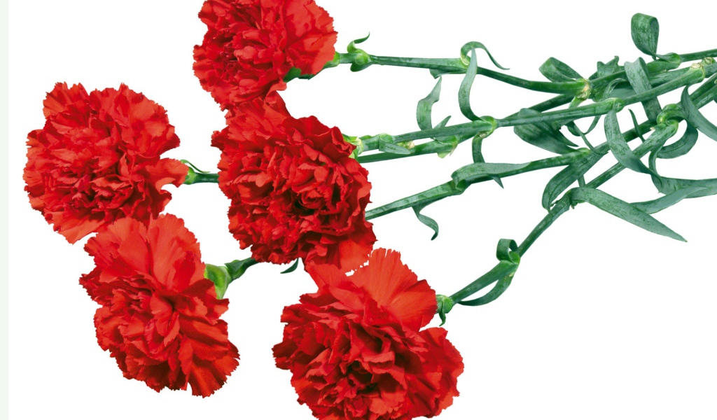 Гвоздики в День Победы 9 мая