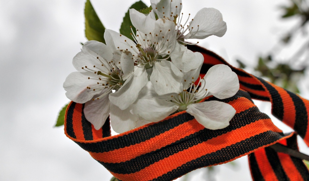 Весенний цвет в День Победы 9 мая