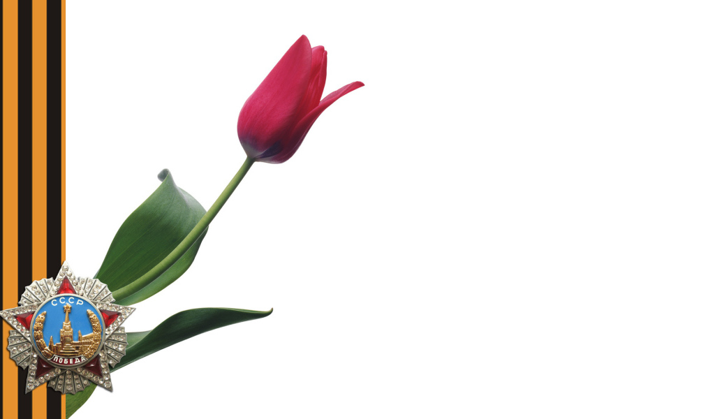 Тюльпан в День Победы 9 мая