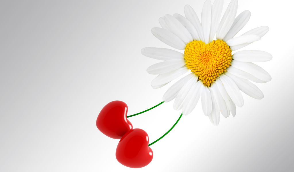 Сердце ромашка на День Святого Валентина 14 февраля