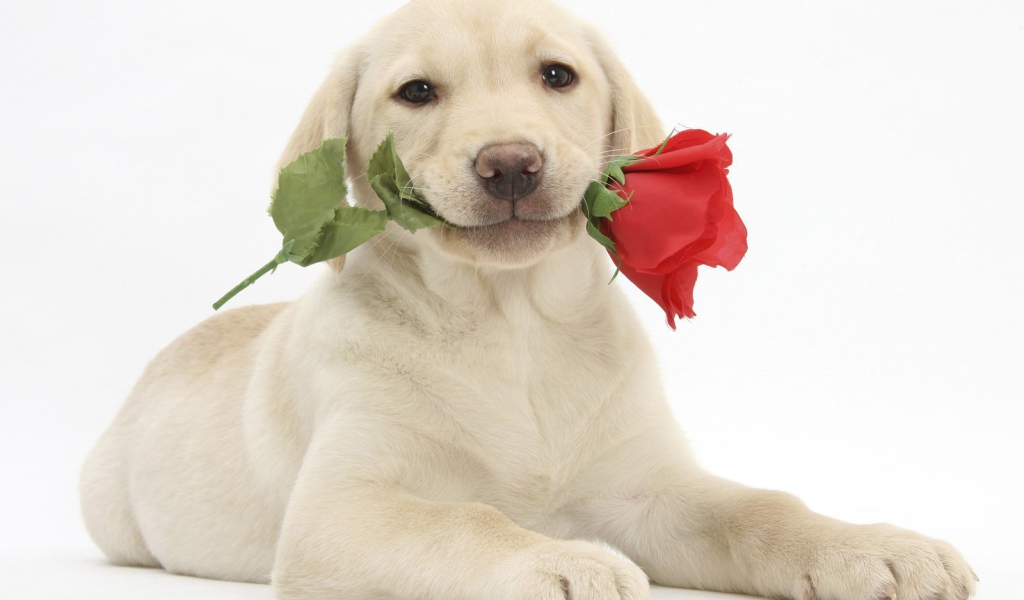 Собака с розой на День Святого Валентина