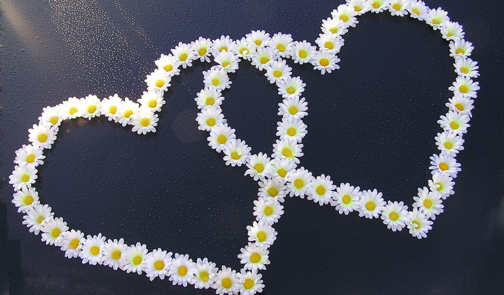 Сердца из ромашек на День Святого Валентина