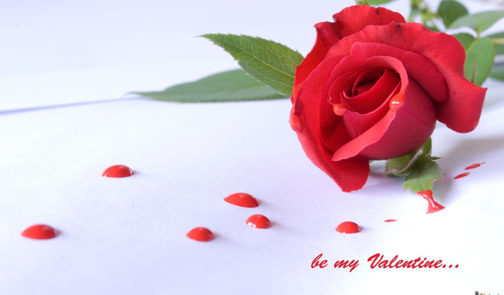 Роза и капли на День Святого Валентина 14 февраля