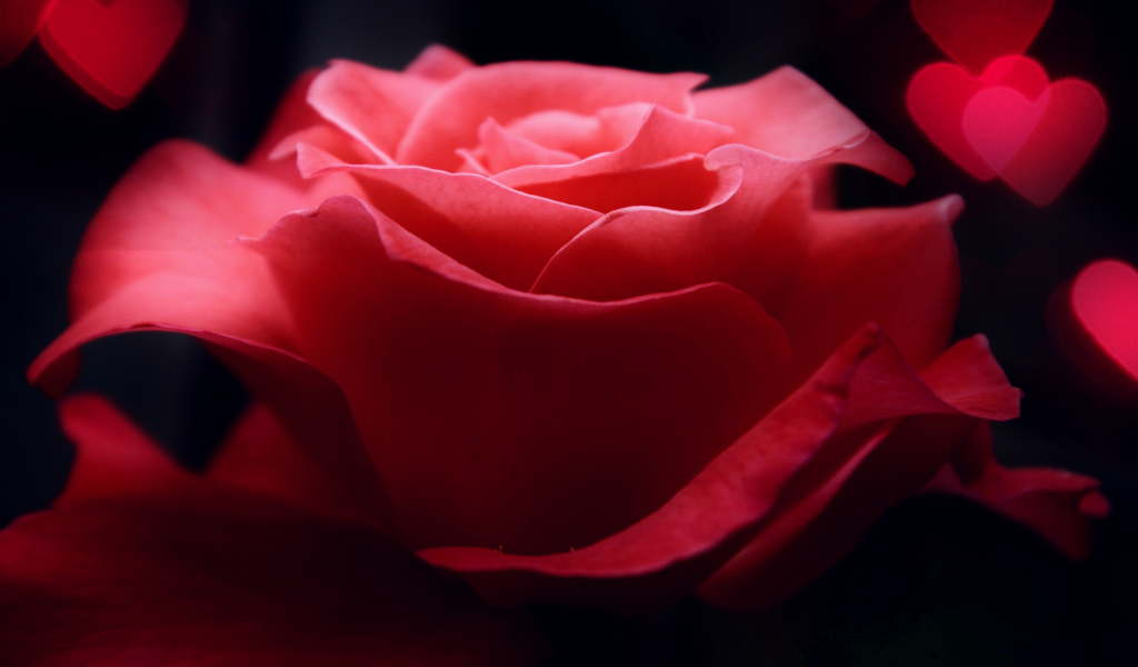 Роза и сердца на День Святого Валентина