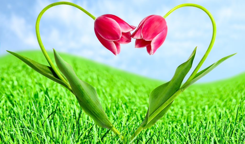 Тюльпаны на День Святого Валентина