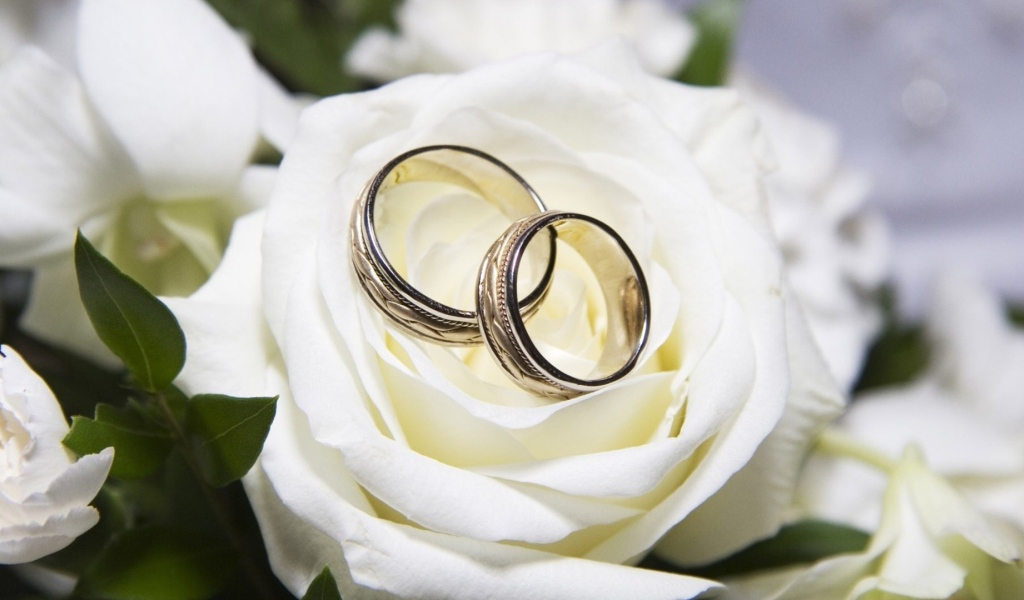 Красивые белые розы и свадебные кольца
