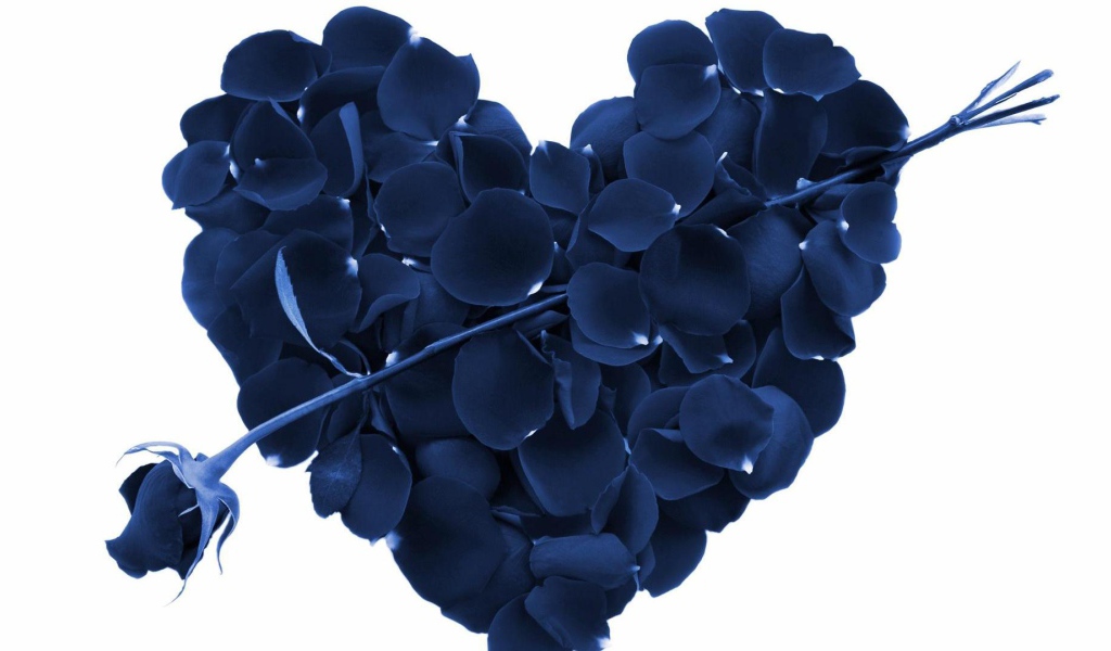 Синяя роза и сердце из лепестков роз