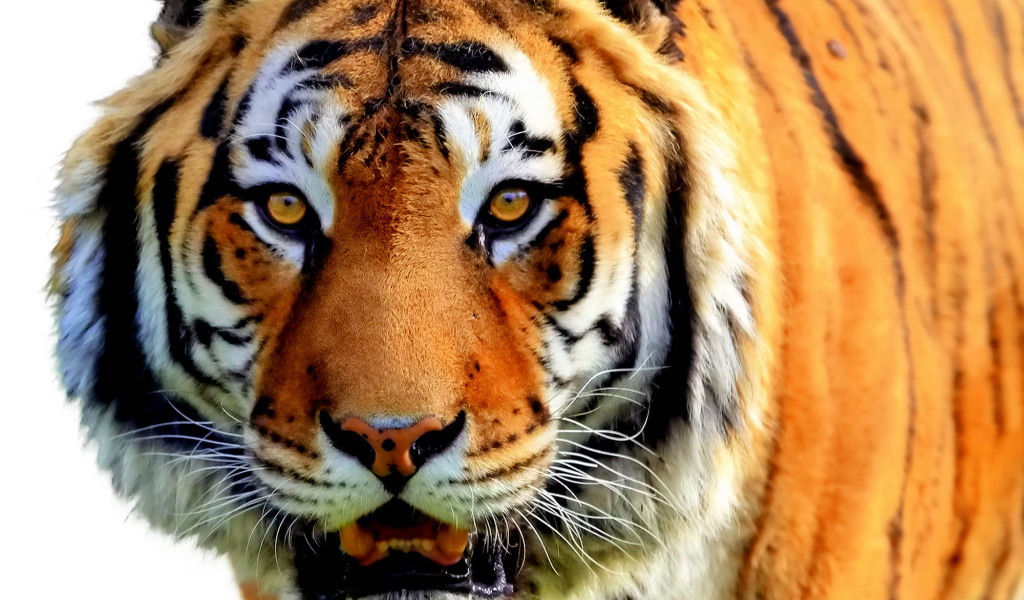  Полосатый рейс