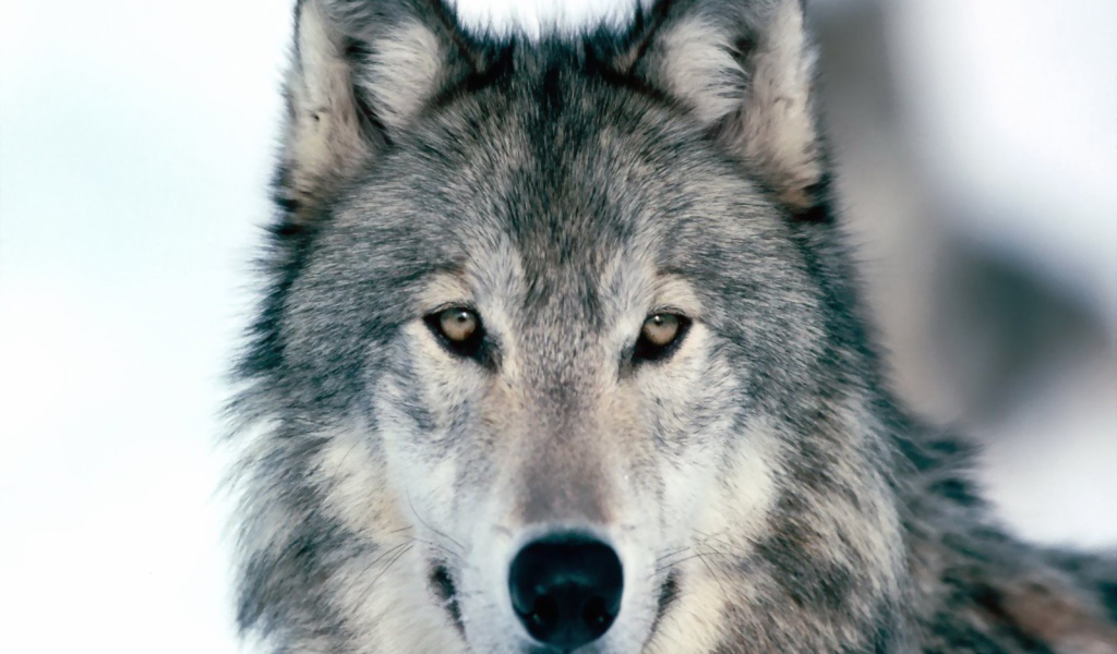 Весьегонская волчица