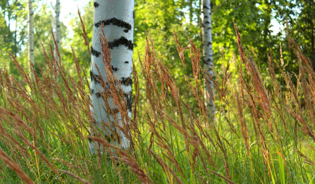 Березы в роще