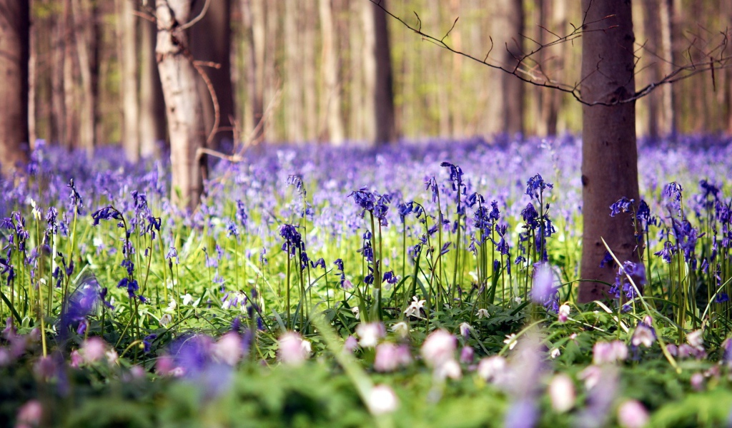 Голубые цветы в лесу
