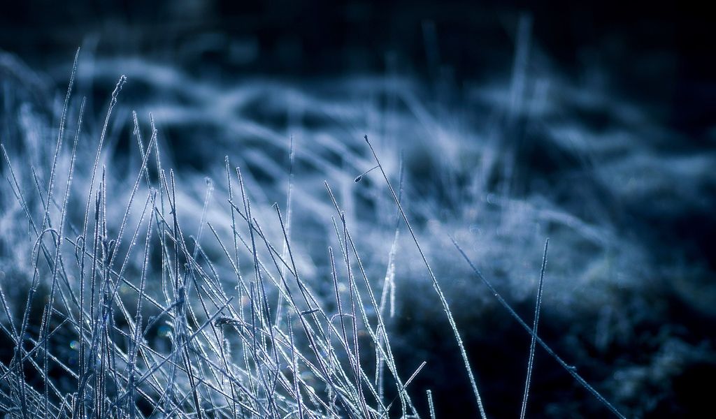 Покрытая инеем трава