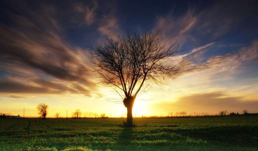 Умершее дерево