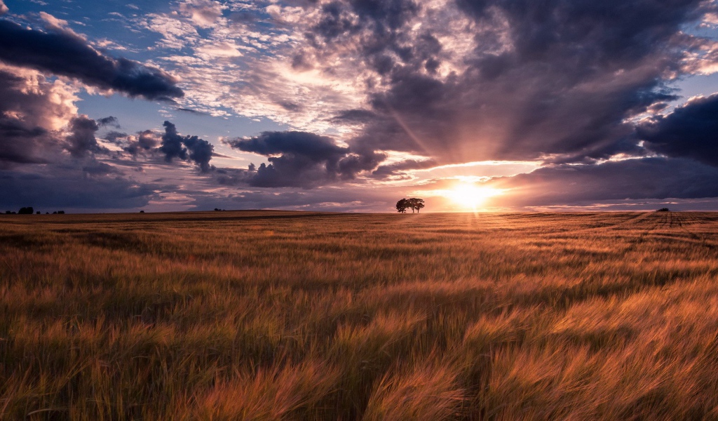 Ковыль под тучами