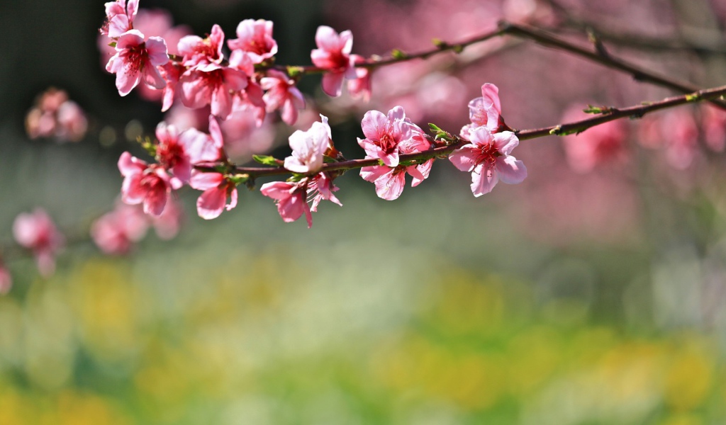 Цветы на дереве