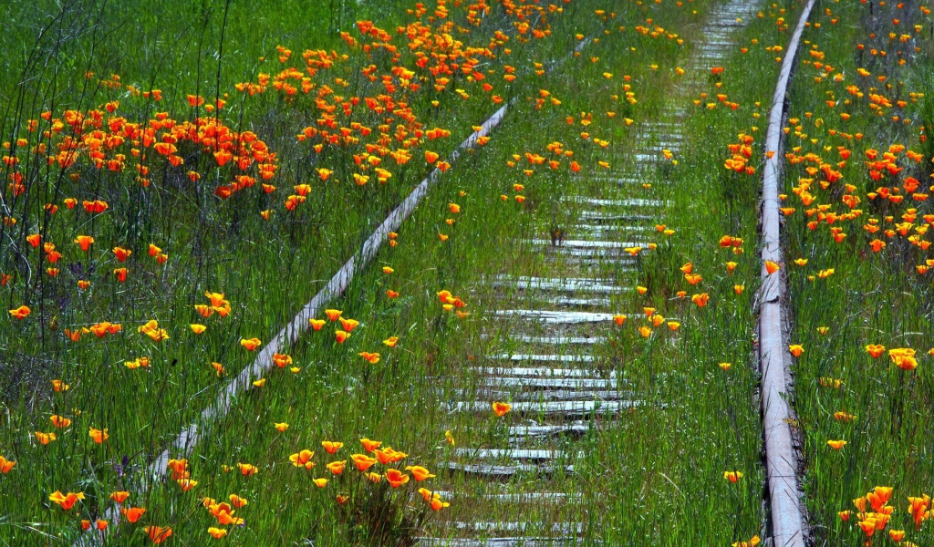 Заросшая цветами старая дорога