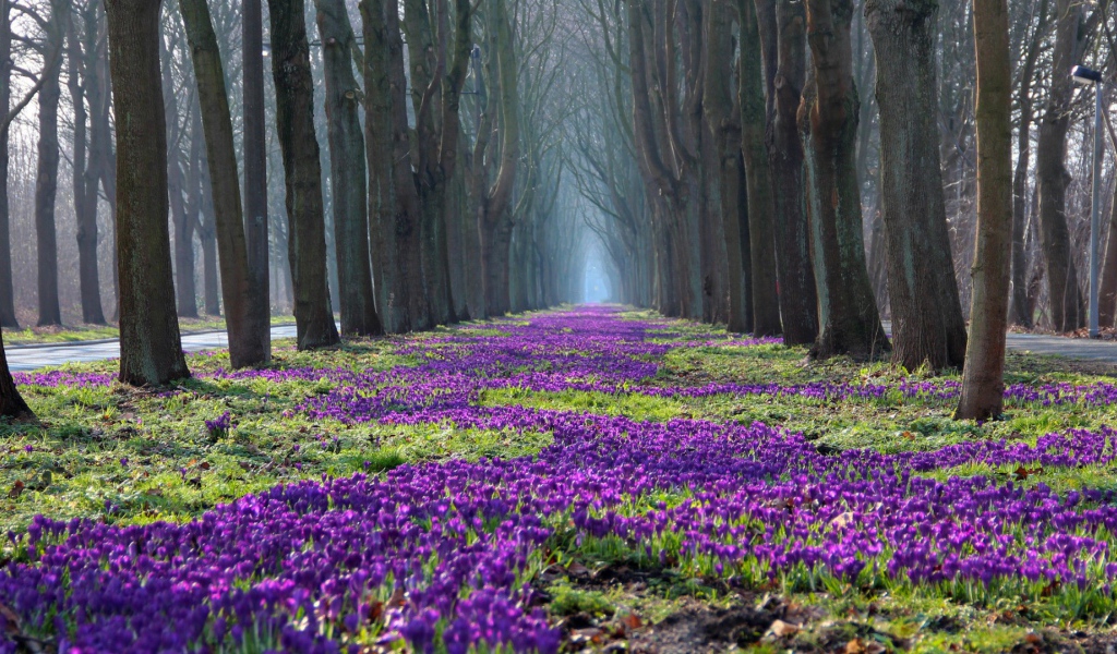 Лесные жители