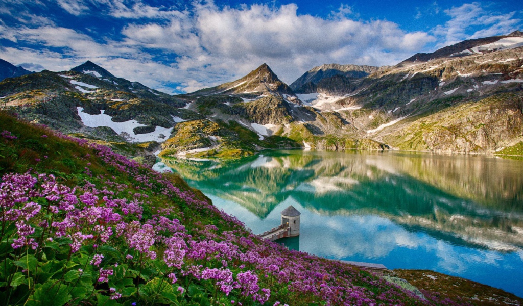 Cиреневые цветы