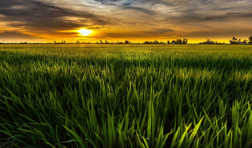 Cочная растительность