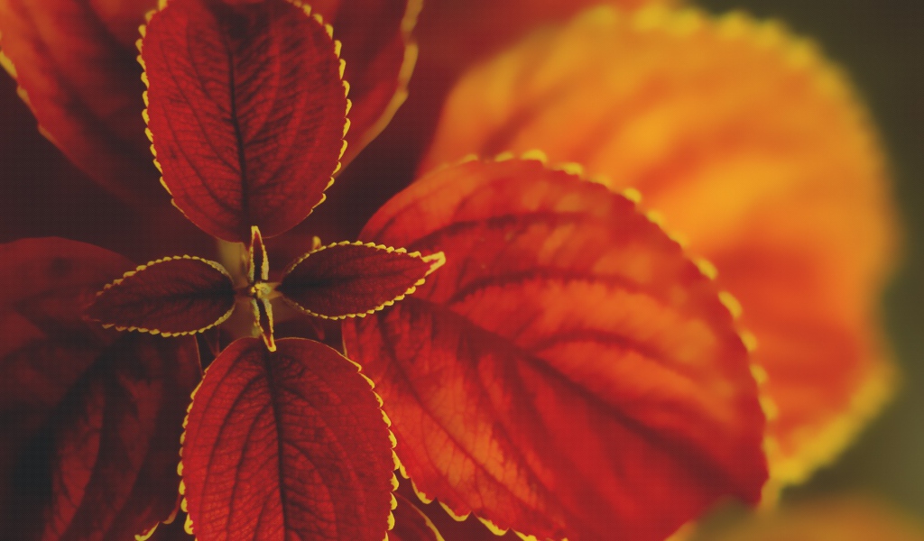 Макро природа