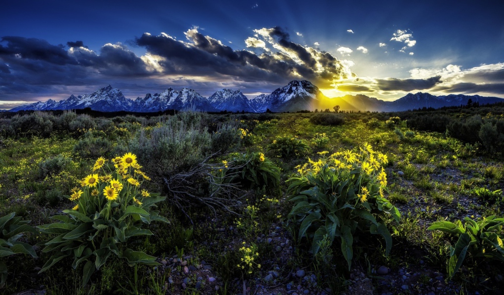 Подарок природы