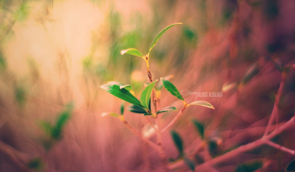 Новый завод