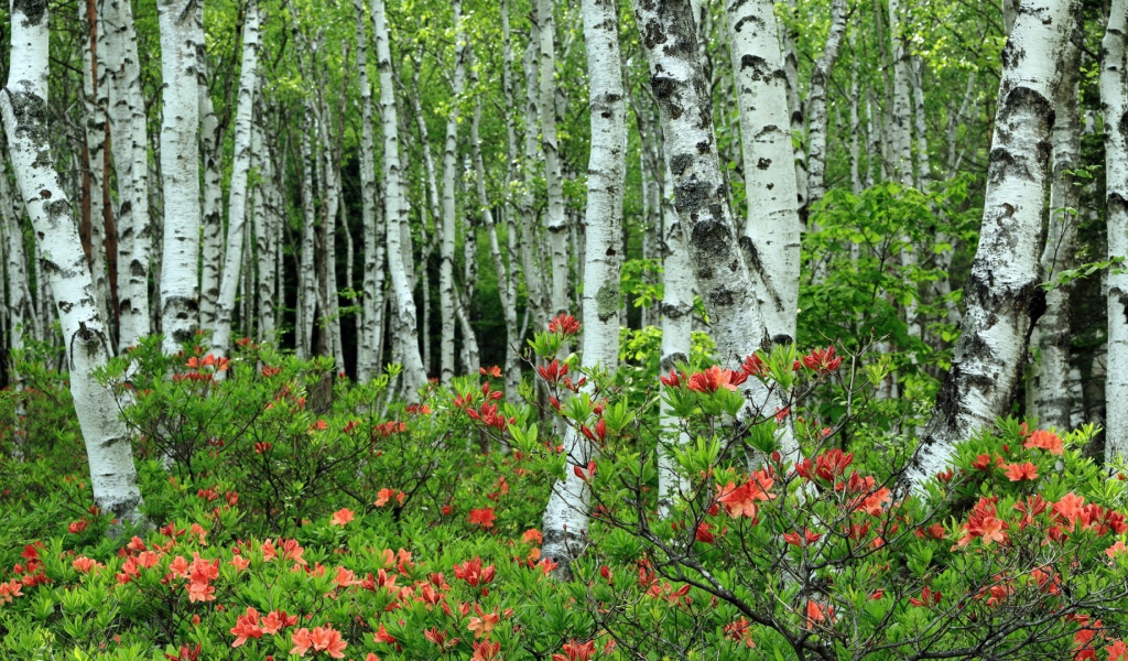 Берёзы среди розовых листъев
