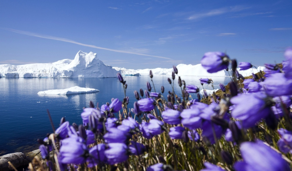 Фиолетовые северные цветы