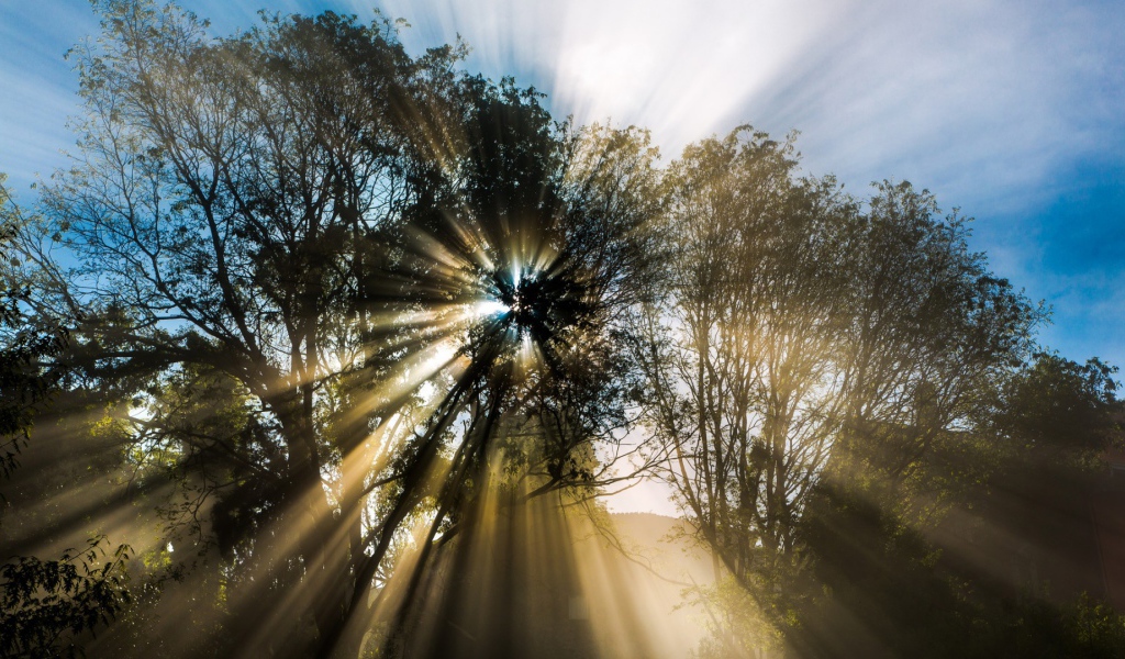 Лучи пробиваются сквозь листву