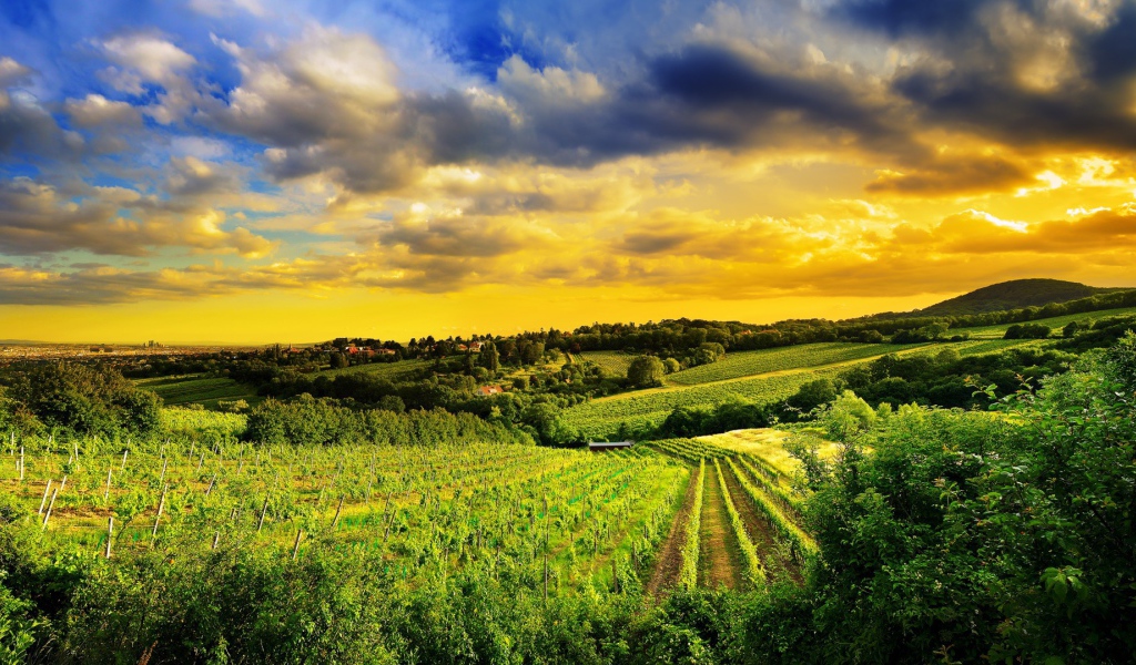 Pазработаная площадь полей