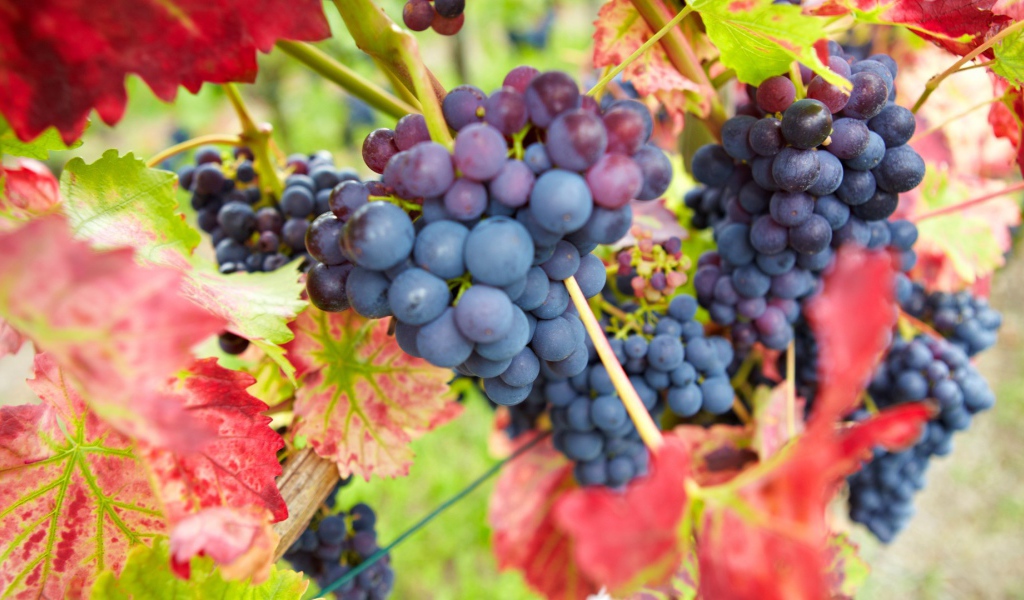 Bиноград в красных листъях