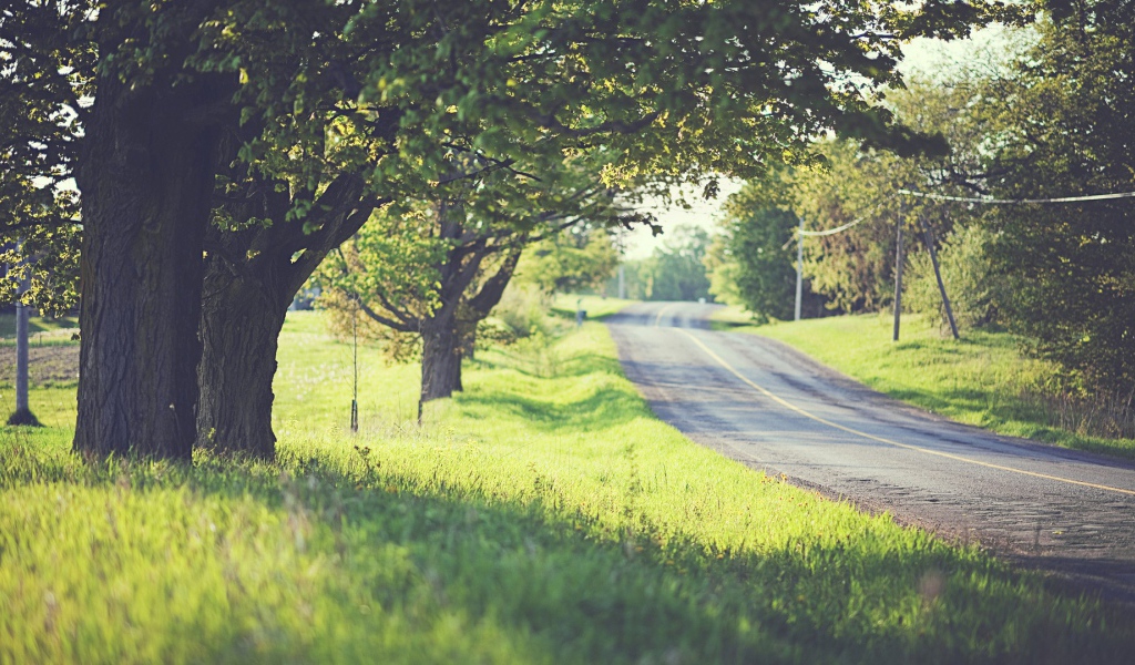 Дорога среди деревьев