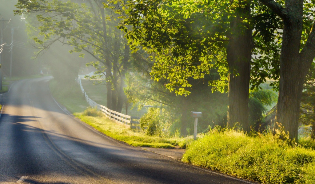 Дорога с ограждением в лесу