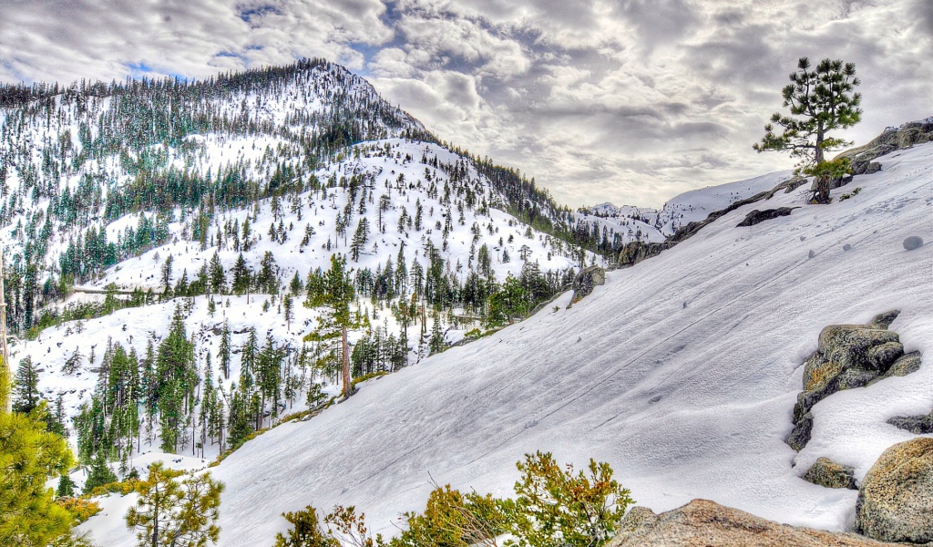 Заснеженный лес в горах