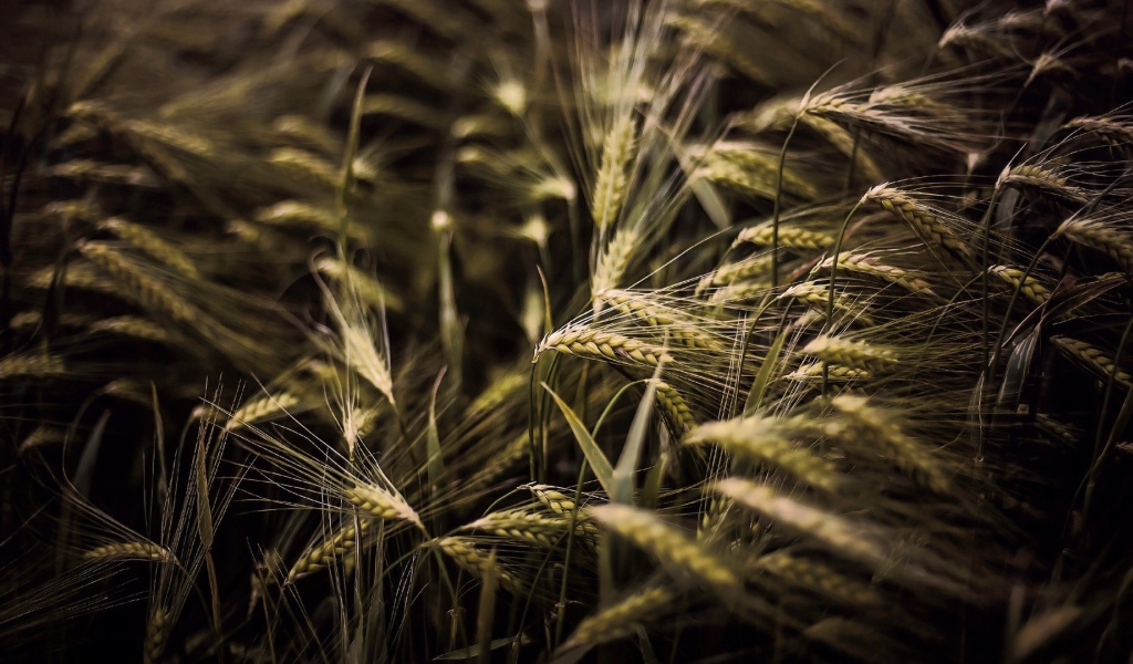 Kолоски просто