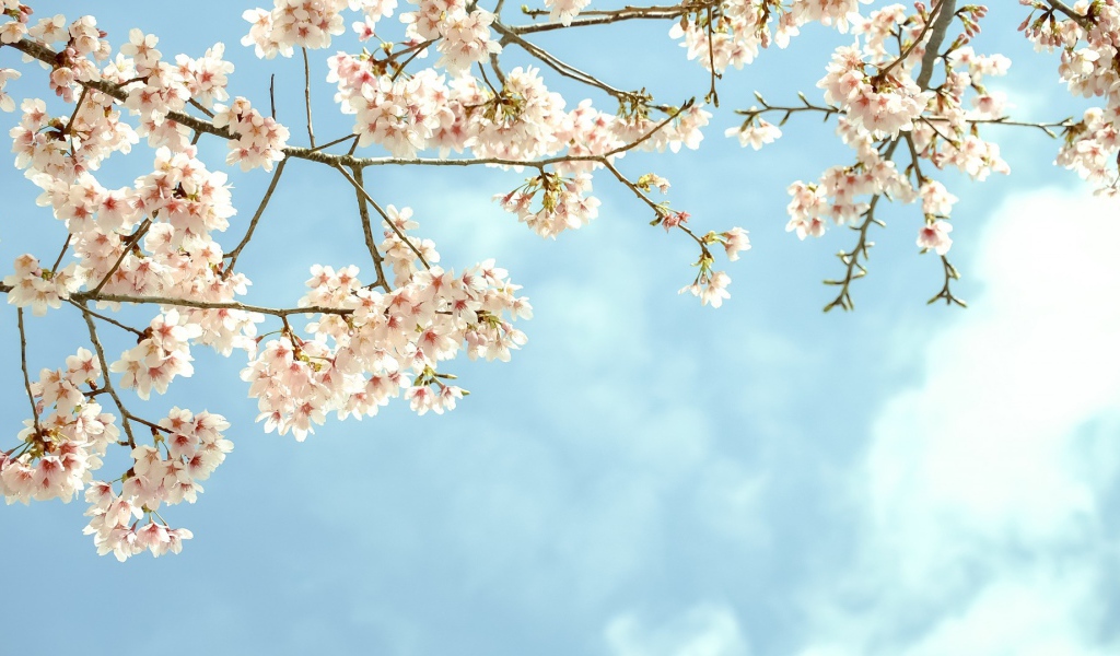 Весенние цветы