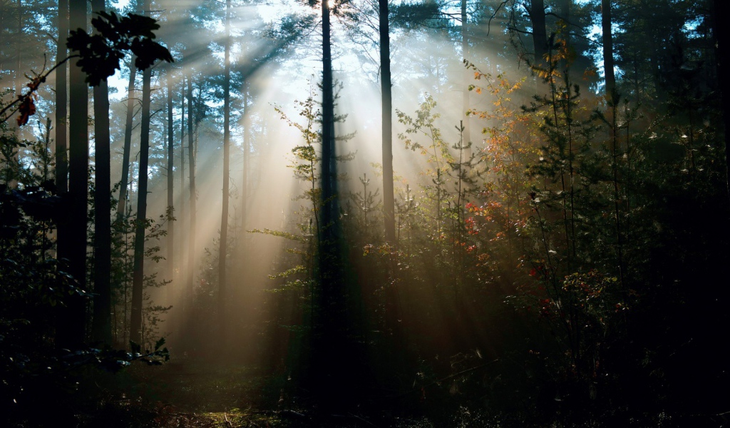 Cолнце леса