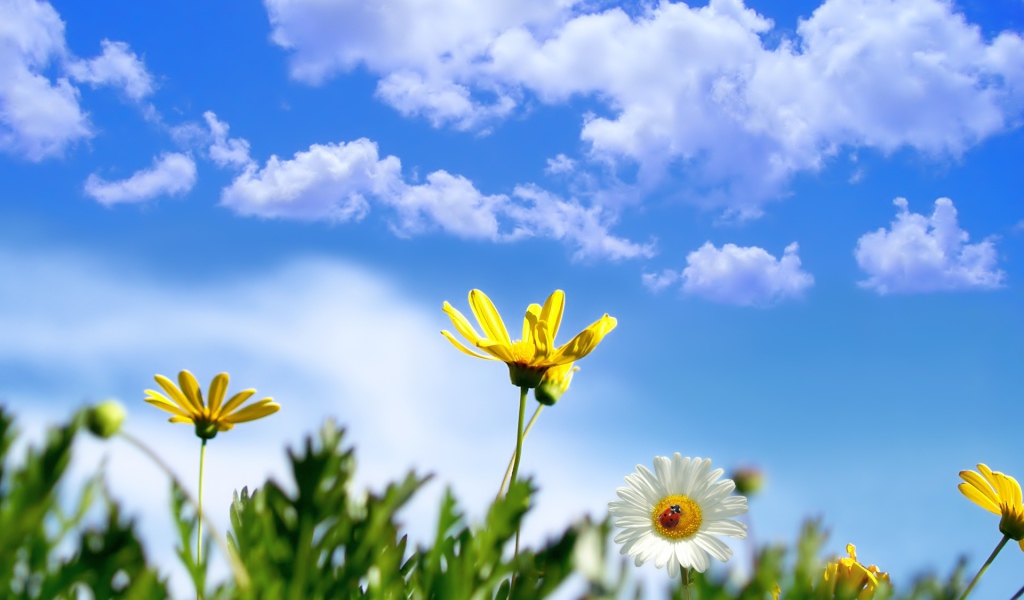 Весеннее солнце