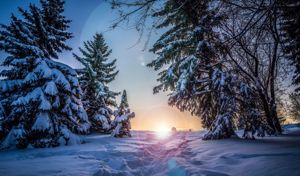 Восход в зимнем лесу