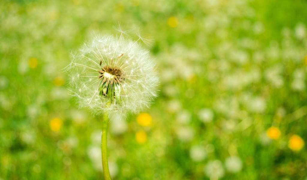 Созревший одуванчик