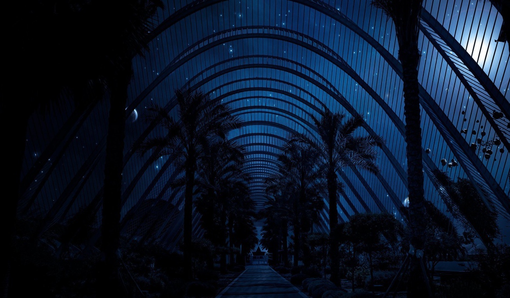 Ночное небо над пальмами